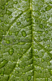 Natural background - sparkling raindrops on leaf