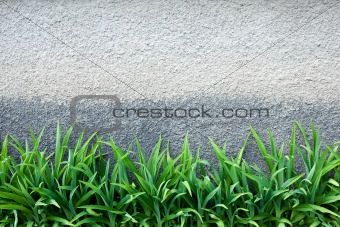 Green grass against a  wall