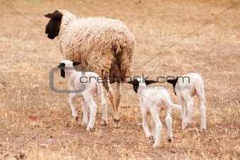 Ewe with three lambs walking away from viewer