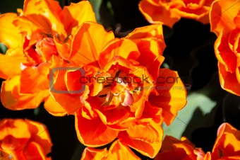 Red Orange Tulips garden