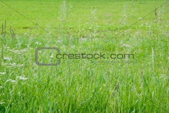 Grass and wildflowers