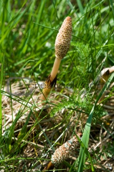 Horsetail flowers