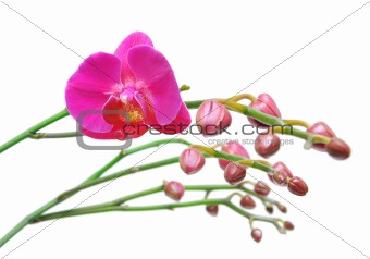 Orchid. Flower and flower buds closeup on white background.