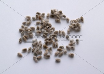 Cotton Seed on a White Background