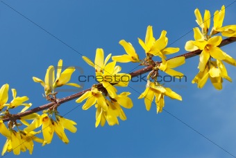 Flowering yellow spring twig