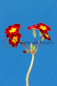Spring flowers in red and yellow colours