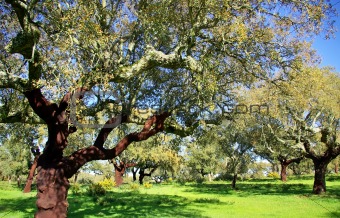 Oak trees in mediterranic forest.