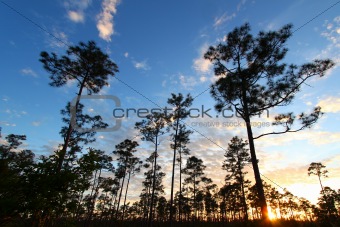 Everglades Forest Sunset