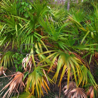 Forest Scene - Everglades