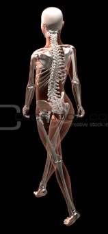 Female skeleton walking