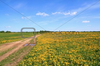 rural road amongst dandelion