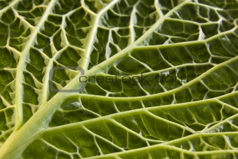 Cabbage leaf underside