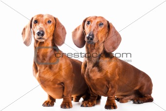 Two Dachshund Dogs
