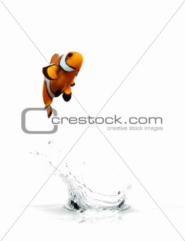 Jumping Clownfish