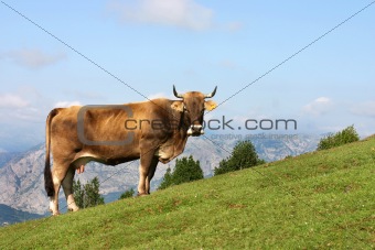 Cow grazing in Asturias