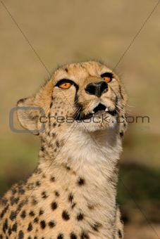 Cheetah (Acinonyx jubatus) 