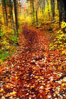 Trail in fall forest