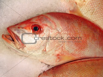 frozen red snapper on ice