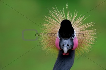victoria crowned crane