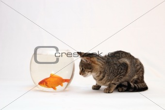 Home cat and a gold fish.