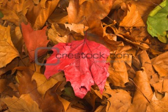 leaves during fall season