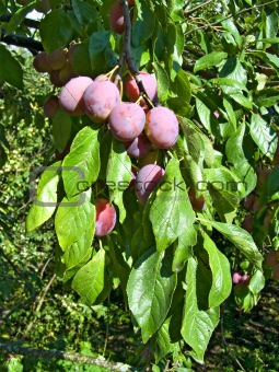 ripe plum on branch