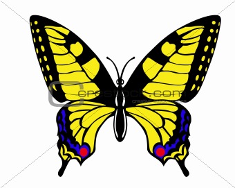 vector drawing butterfly swallowtail on white background