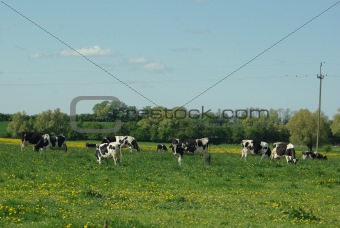  cows on pasture on background of sky