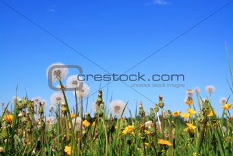 dandelions on field