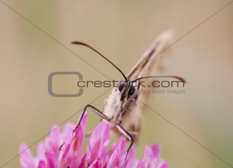 sucker - butterfly on the flower