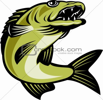 walleye fish jumping