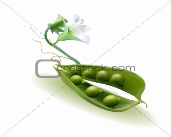 pod peas with a flower