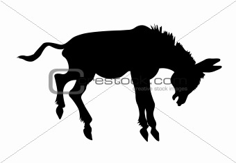 vector silhouette stubborn ass on white background