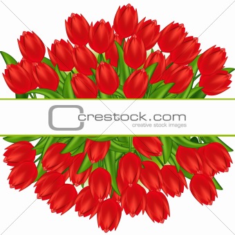Vector illustration of red tulips. Gradient meshes. 