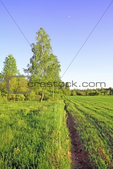sprout of the wheat on field
