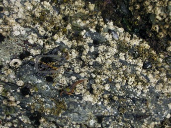 acorn barnacles