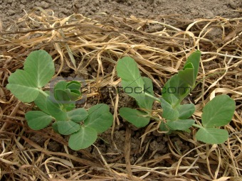 peas seedlings