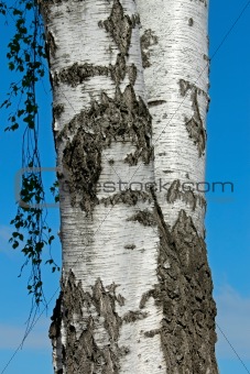 The trunk of a birch tree