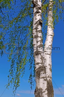 Trunk of a birch tree with green leaves
