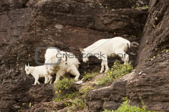 Family of Mountain Goats