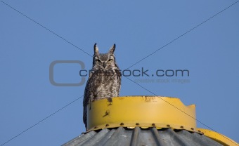 Great Horned Owl on Granary