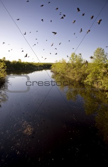 Saskatchewan River and Swallows