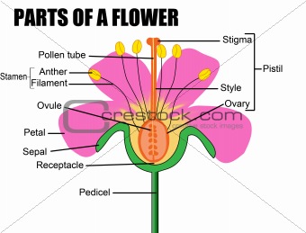 Parts of a flower