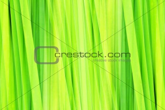 abstract green leaf for background