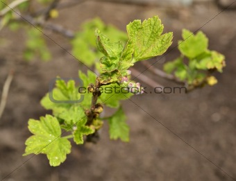 Photo of a branch of a currant