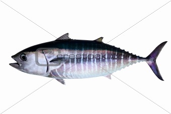 Bluefin tuna isolated on white background real fish