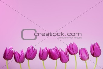 pink tulips flowers in a row group line arrangement
