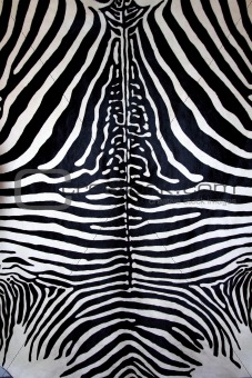 animal zebra skin black and white fur stripes 