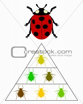 Ladybird diet pyramid