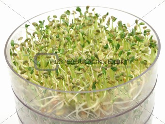 Jar with sprouting vegetable